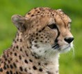 /album/fotogalerij/cheetah-jpg/