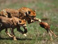 /album/fotogalerij/cheetah-hunt-jpg/