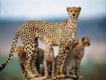 /album/fotogalerij/cheetah-family-wallpaper-yvt2-jpg/
